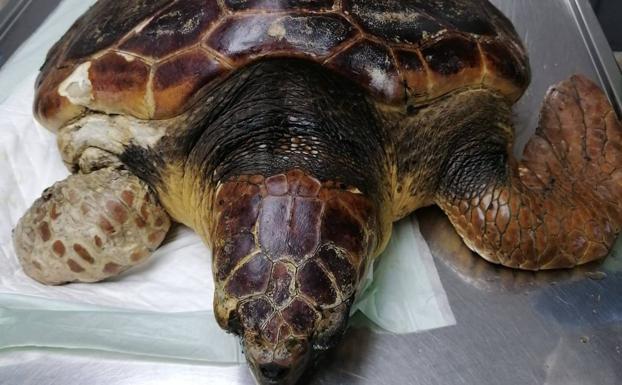 Rescatan a una tortuga enredadada en material de pesca y rafia