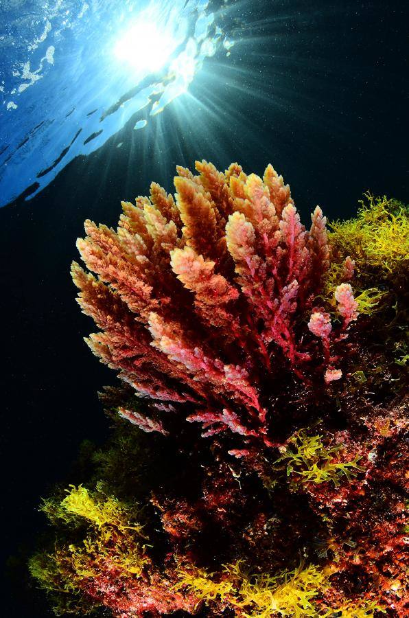 Playa Grande - Las Canteras (Gran Canaria)