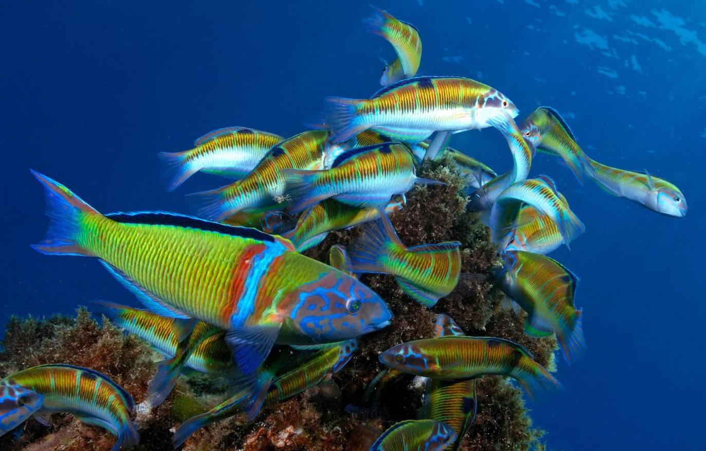 Playa Grande - Las Canteras (Gran Canaria)