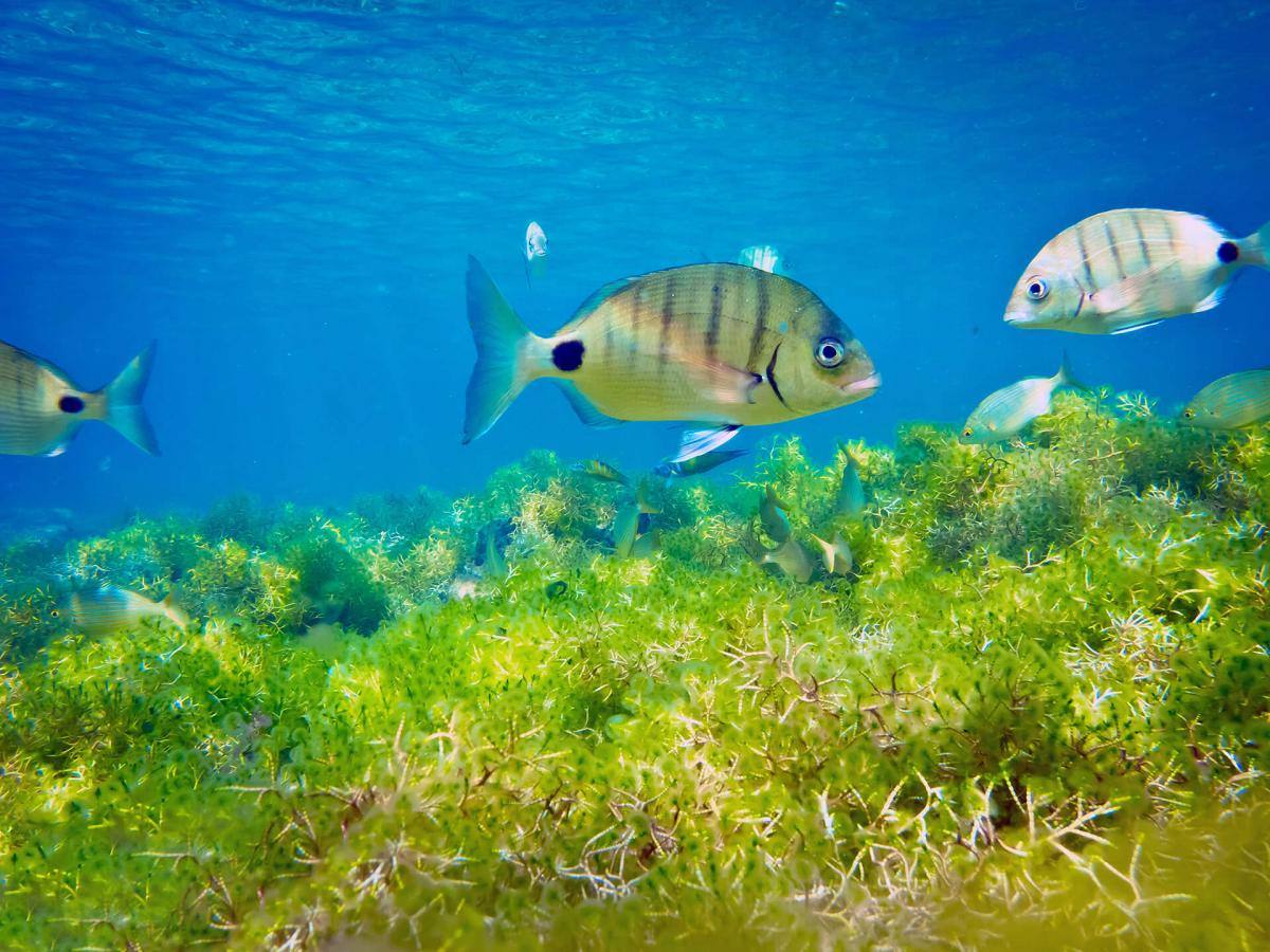 Playa Grande - Las Canteras (Gran Canaria)