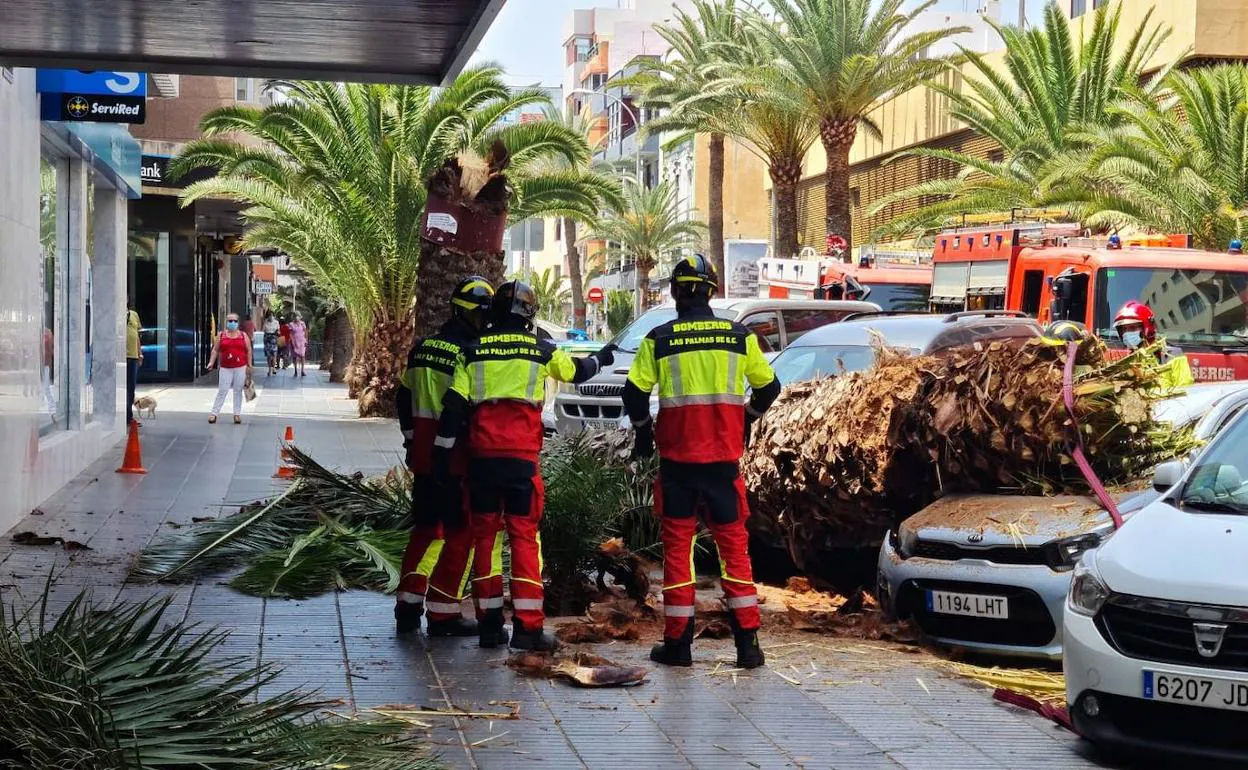 Cae una palmera sobre un coche en la calle Franchy Roca