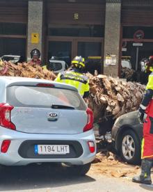 Imagen secundaria 2 - Cae una palmera sobre un coche en la calle Franchy Roca