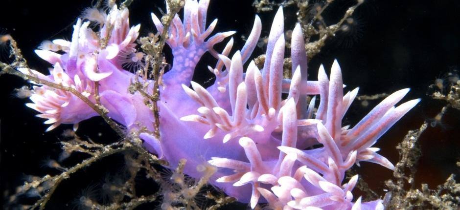 El Veril - Playa Chica (Lanzarote)