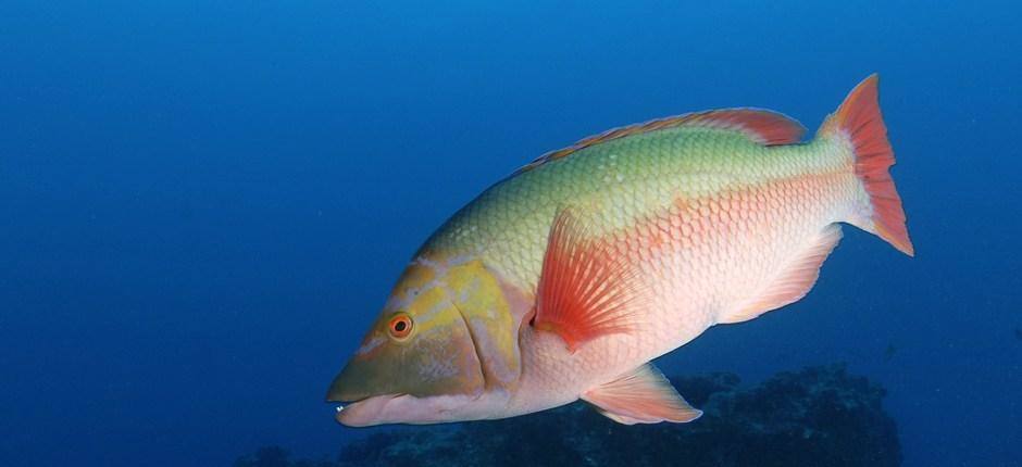 La Burrera - Chinijo (Lanzarote)