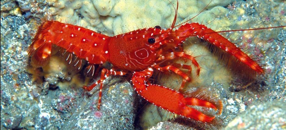 La Catedral (Gran Canaria)
