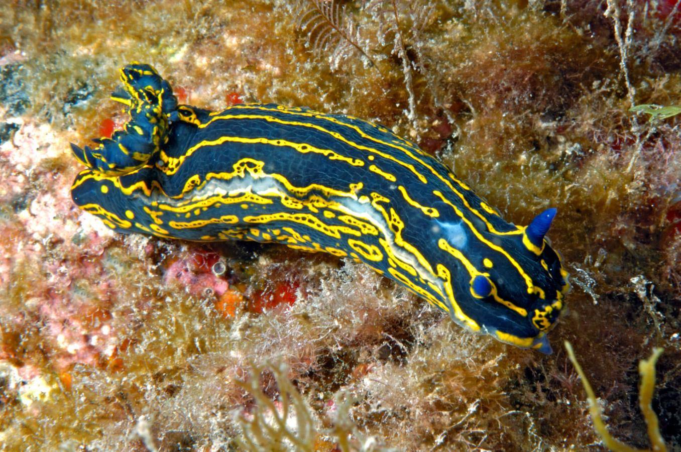 Risco Verde (Gran Canaria)