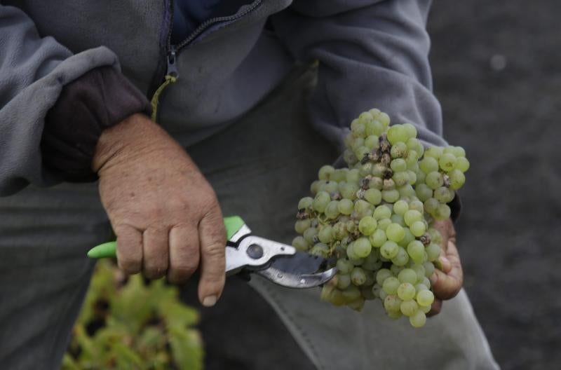 Uvas recogidas días atrás. 