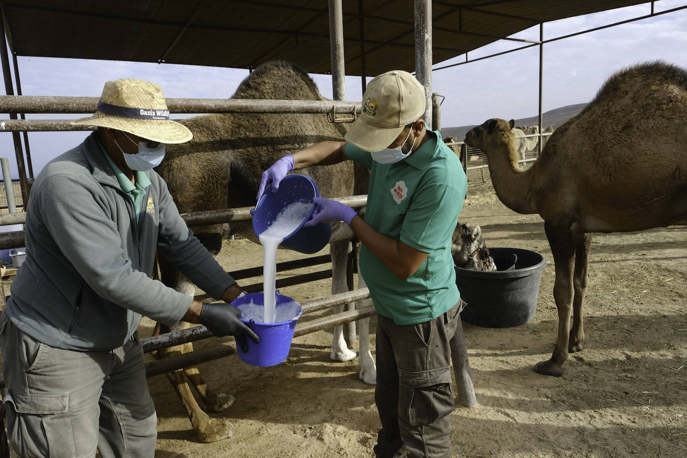 Una granja de Fuerteventura comienza a elaborar queso con leche de camella