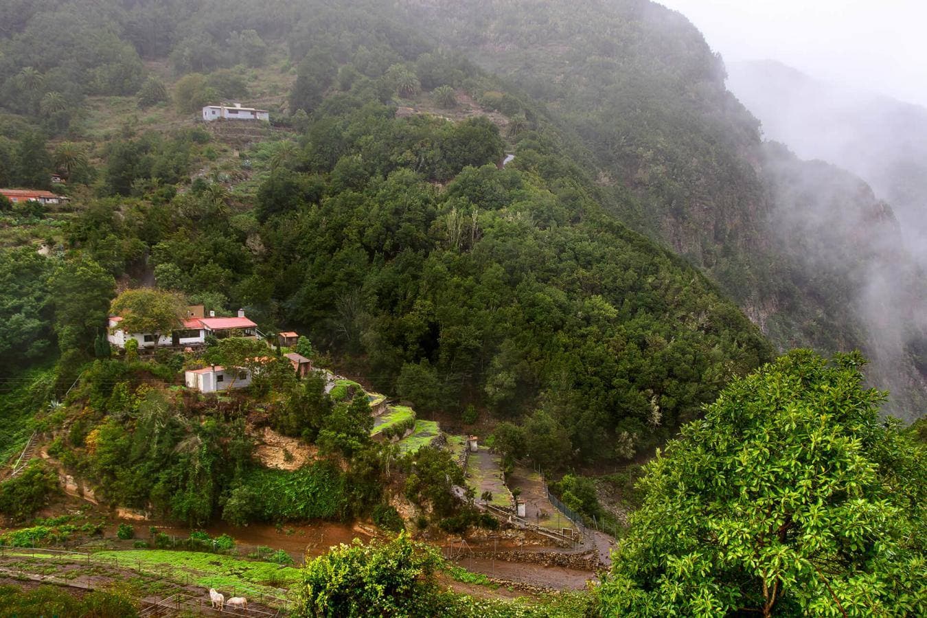 Parque Nacional de Garajonay (La Gomera)