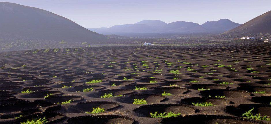 Paisaje protegido La Geria (Lanzarote)