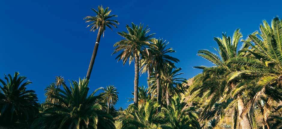 Parque Rural Valle Gran Rey (La Gomera)