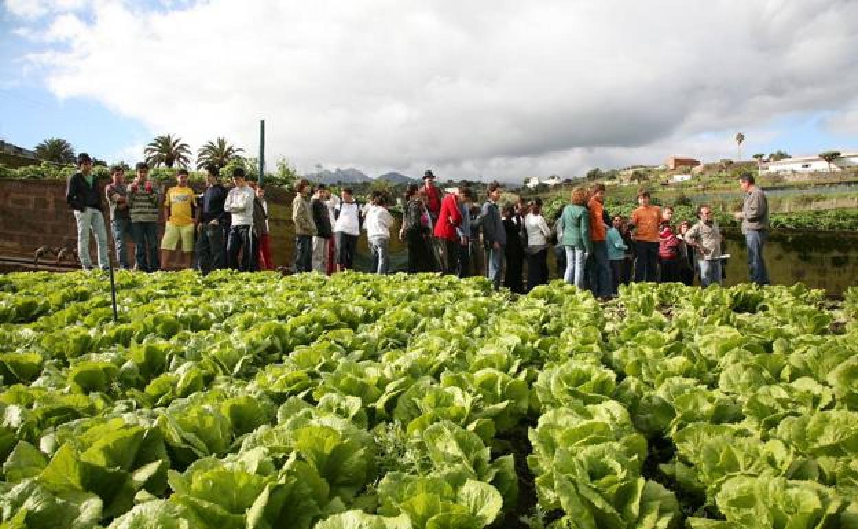 Un grupo de escolares visita una finca agrícola en explotación en Santa Brígida. 