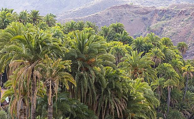 Vista del palmeral de La Sorrueda, el único de Canarias incluido en el catálogo de los cuatro archipiélagos. 