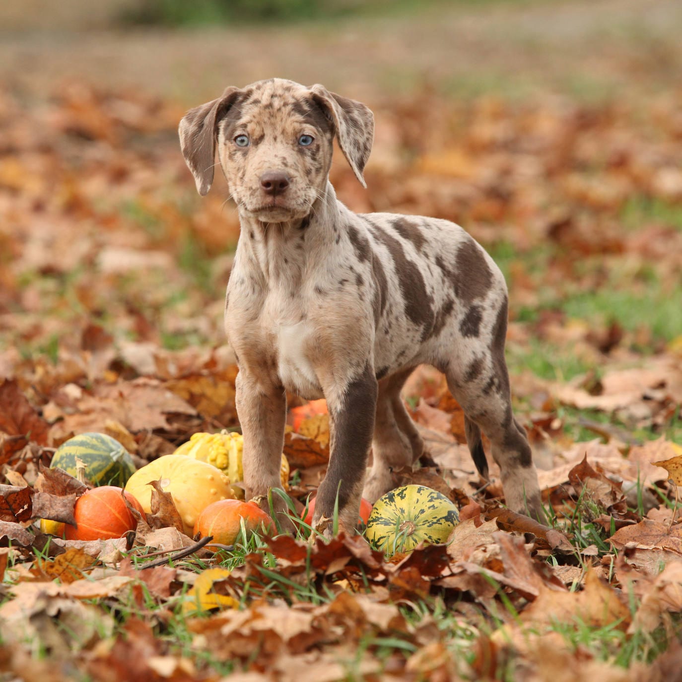 Leopardo catahoula.