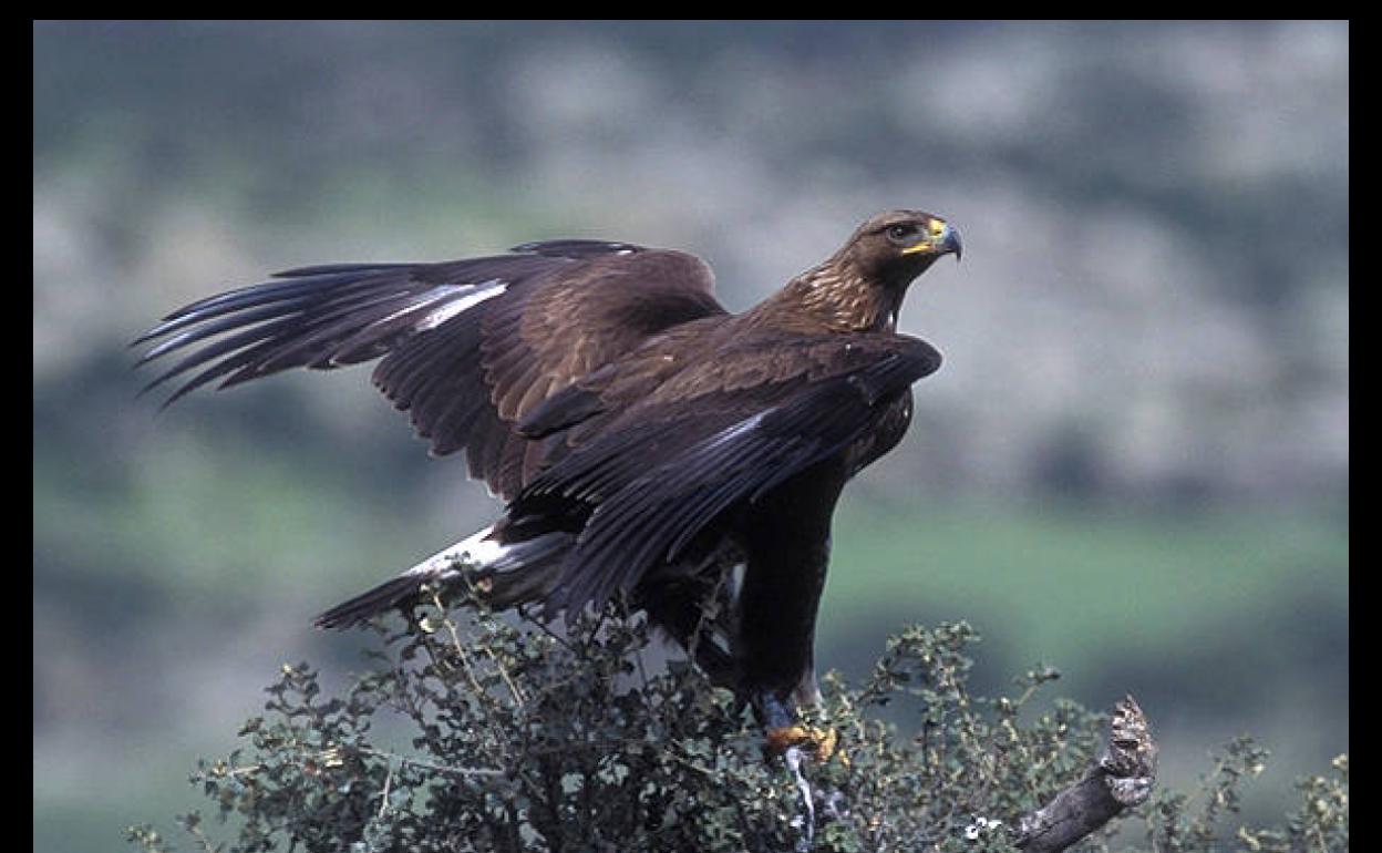 El patrimonio natural de España busca padrinos para su conservación |  Canarias7