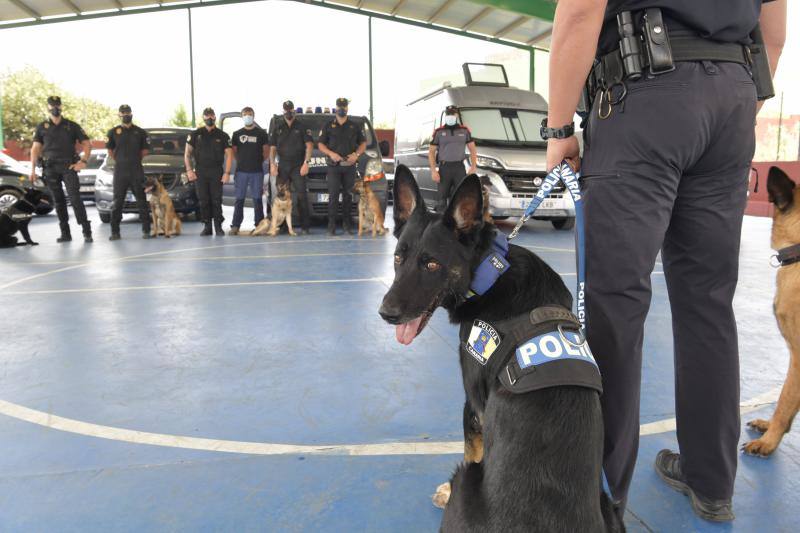 El adiestramiento de perros policiales, a escena
