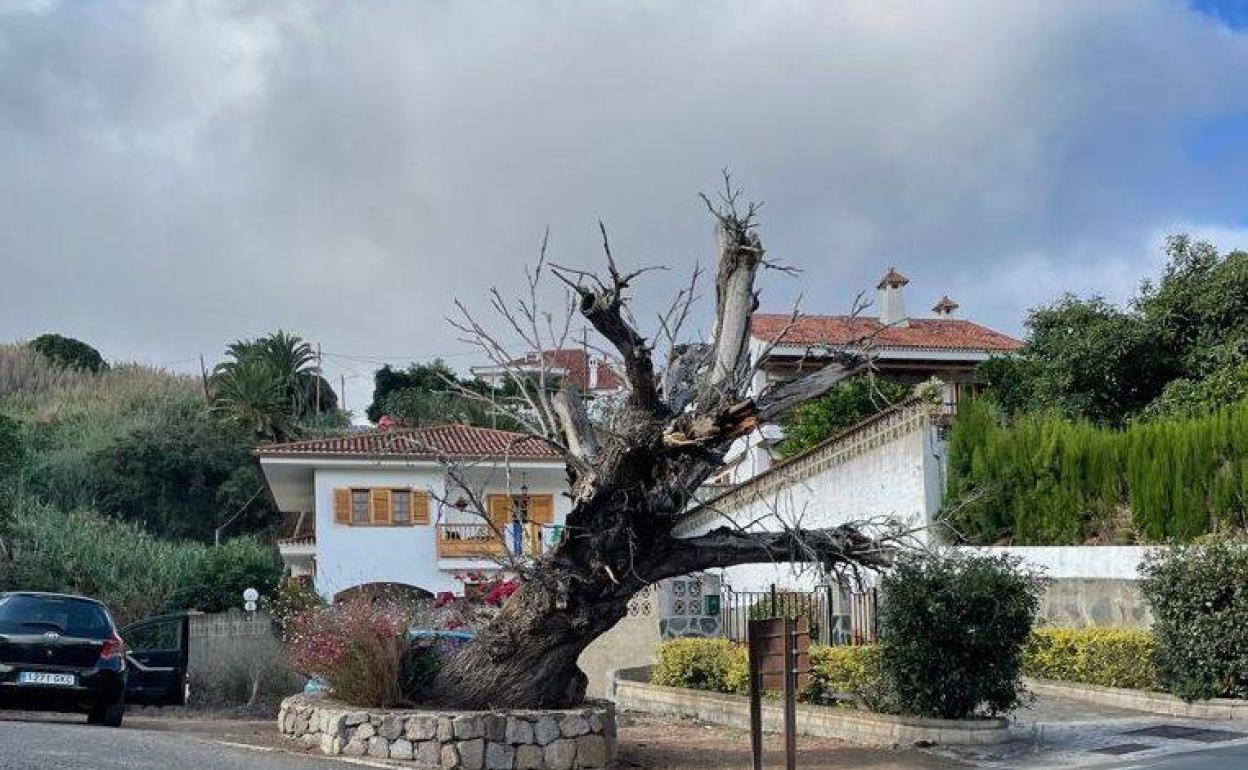 Teror plantará un nuevo ejemplar en el Castañero Gordo