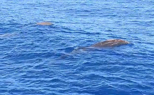 Zifios en el sur de Gran Canaria. 