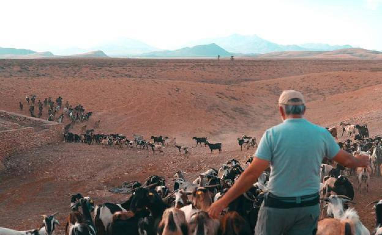 Canarias destina 7,6 millones para paliar la crisis en el sector ganadero