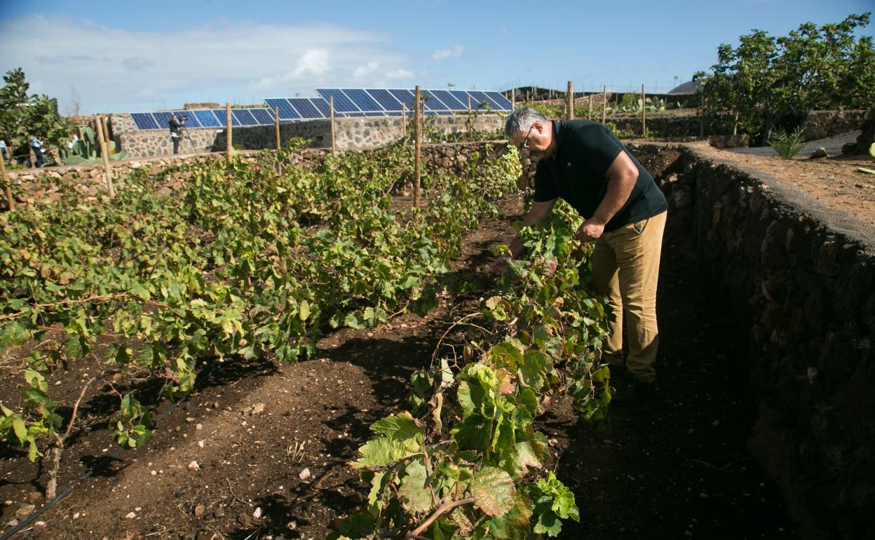 Pedro A. Martin Hernández, con sus parras en la finca de Lajares. 