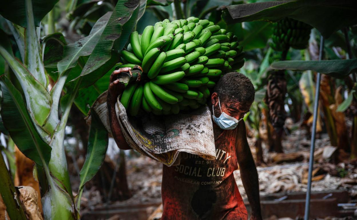 Imagen del trabajadore de una platanera, cubierto de cenizas del volcán. 