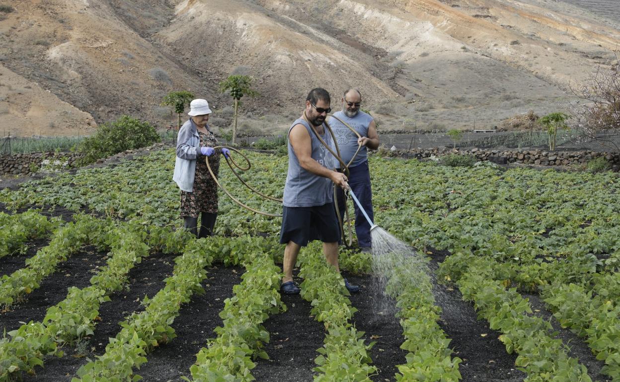 Agricultores cuidando de una finca norteña. 