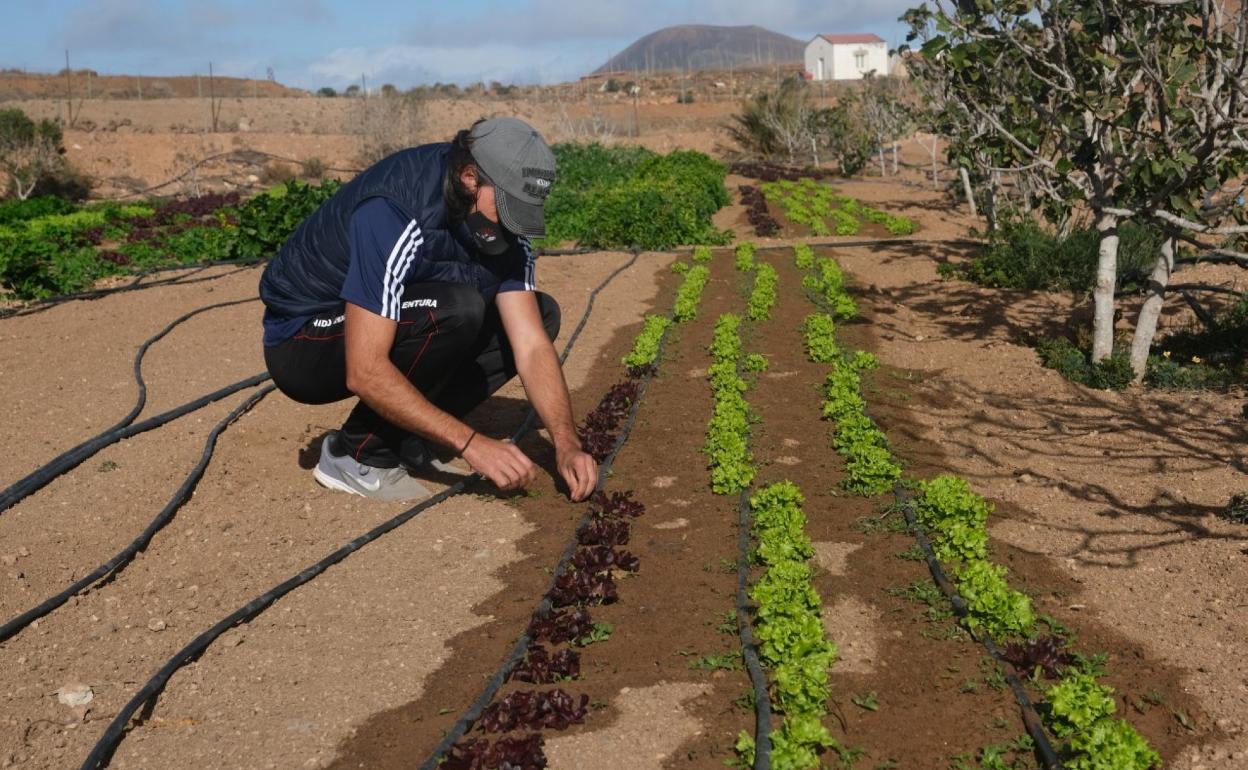 Agricultor regando las lechugas en el municipio de La Oliva. 