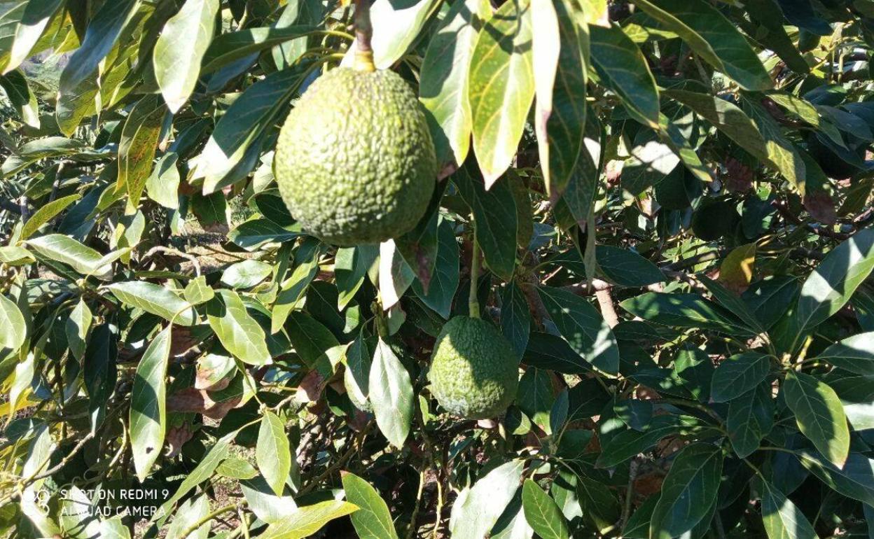 Robaban aguacates, animales y maquinaria en fincas de Gran Canaria 