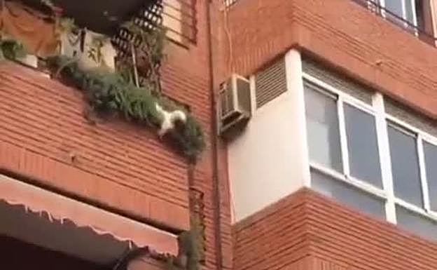 Salvan a un perro que cae desde un balcón