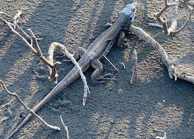 Imagen secundaria 1 - El apego de los animales a su territorio, a prueba de volcán