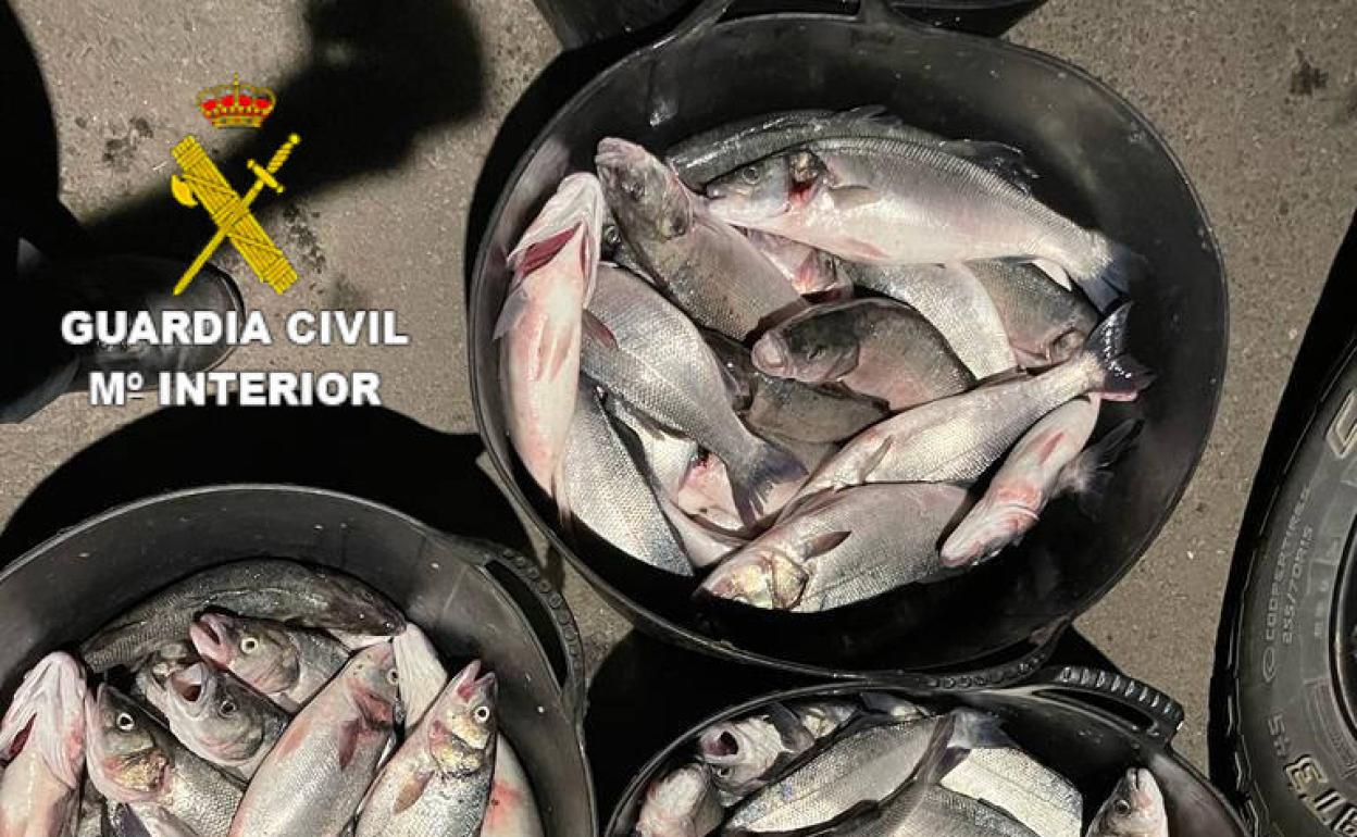 Dos detenidos en Yaiza con 93 kilos de lubinas de una piscifactoria