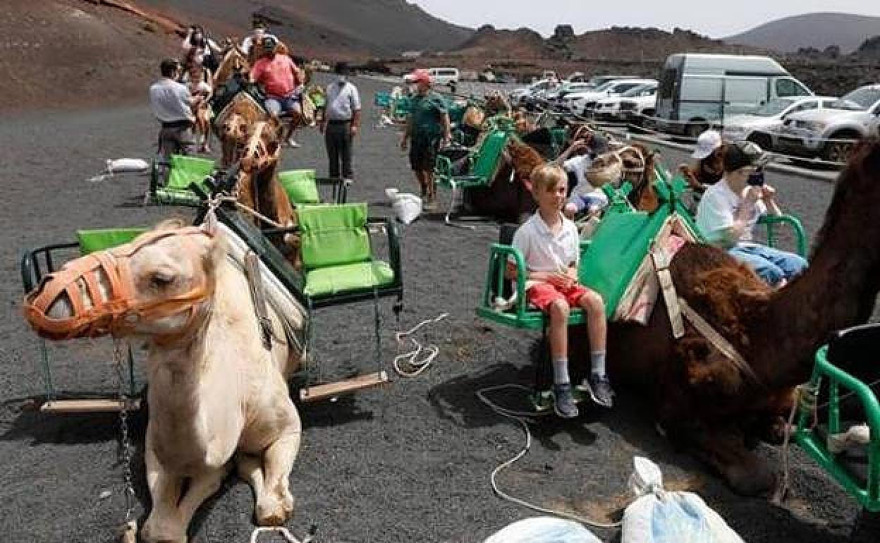 Camellos en Timanfaya. 