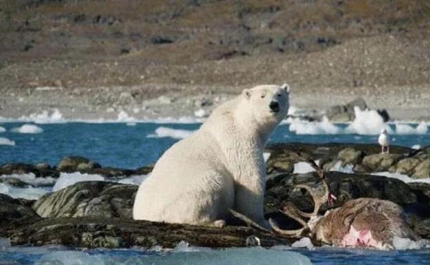 Sin hielo polar, el oso come reno