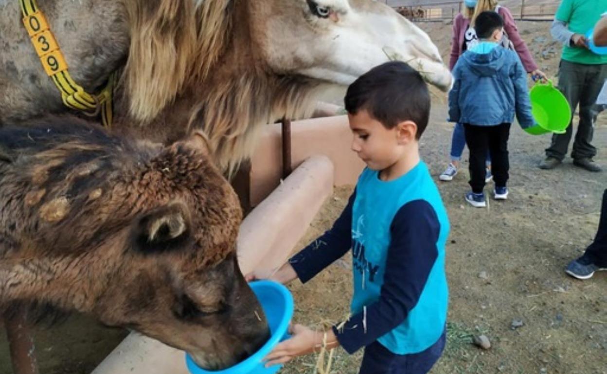Un pequeño da de beber a los camellos en la granja de Goroy. 