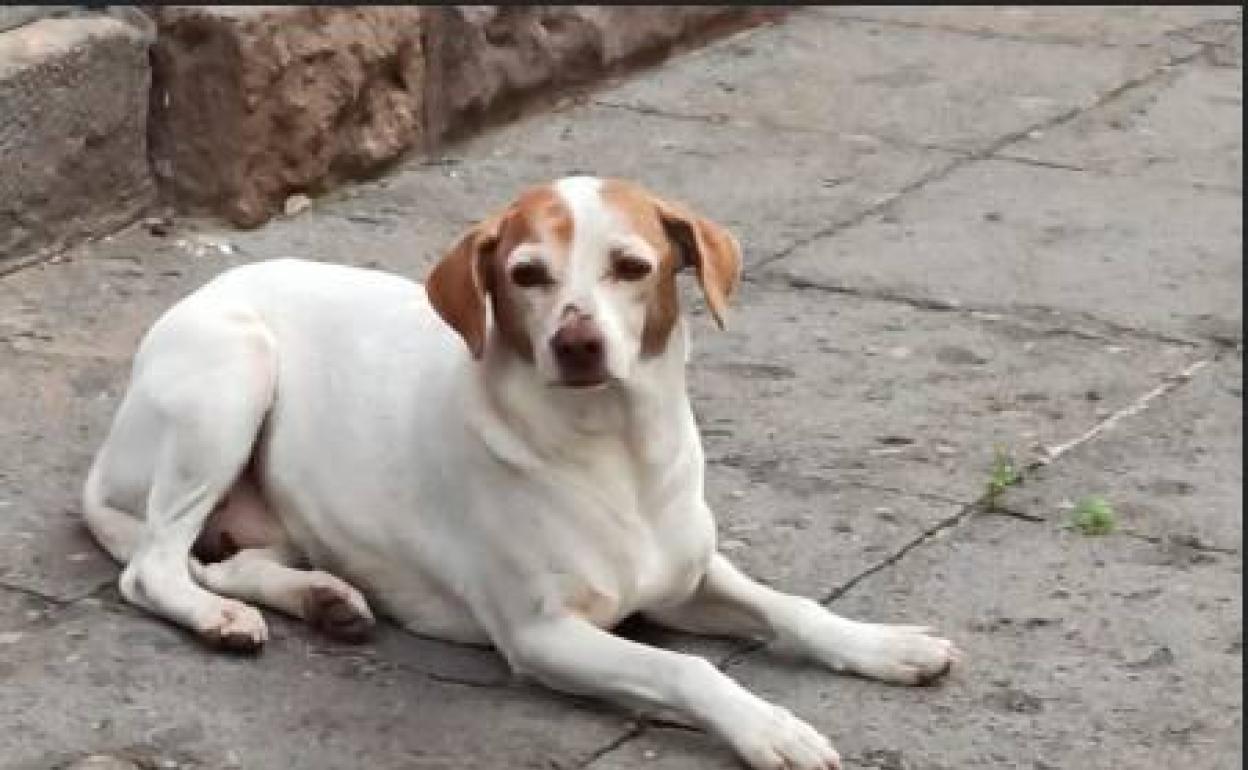 El perro localizado en la mañana de Navidad en Escaleritas 
