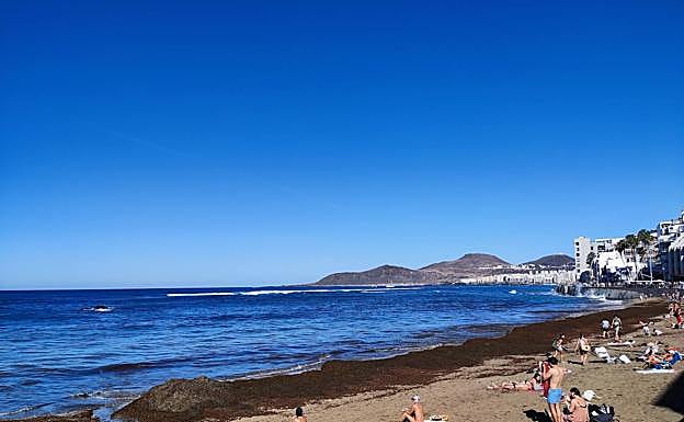 Concentración de algas pardas en la orilla de Las Canteras este domingo. 