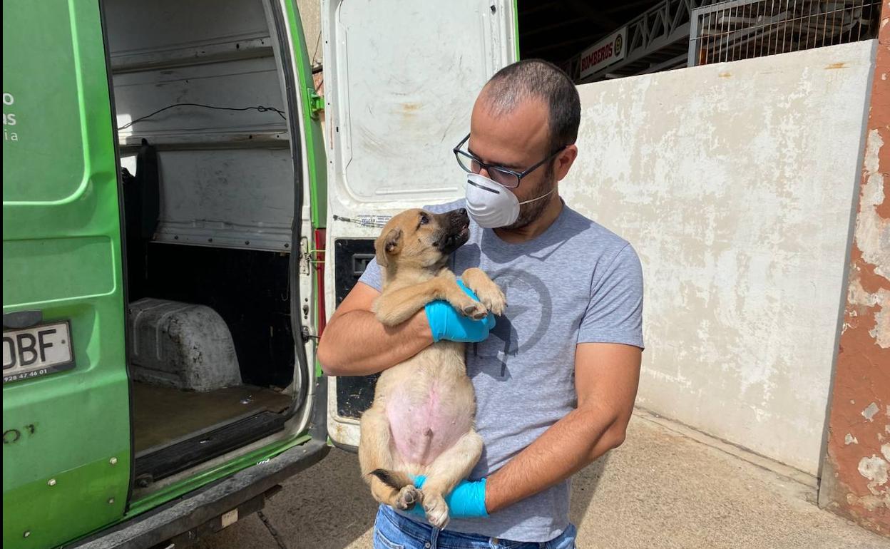 Uno de los animales rescatados. 