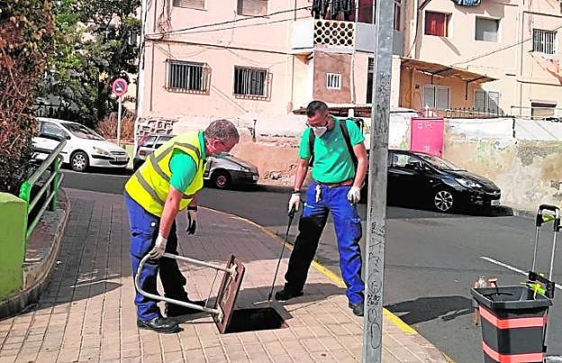 Plagas en la capital grancanaria. 