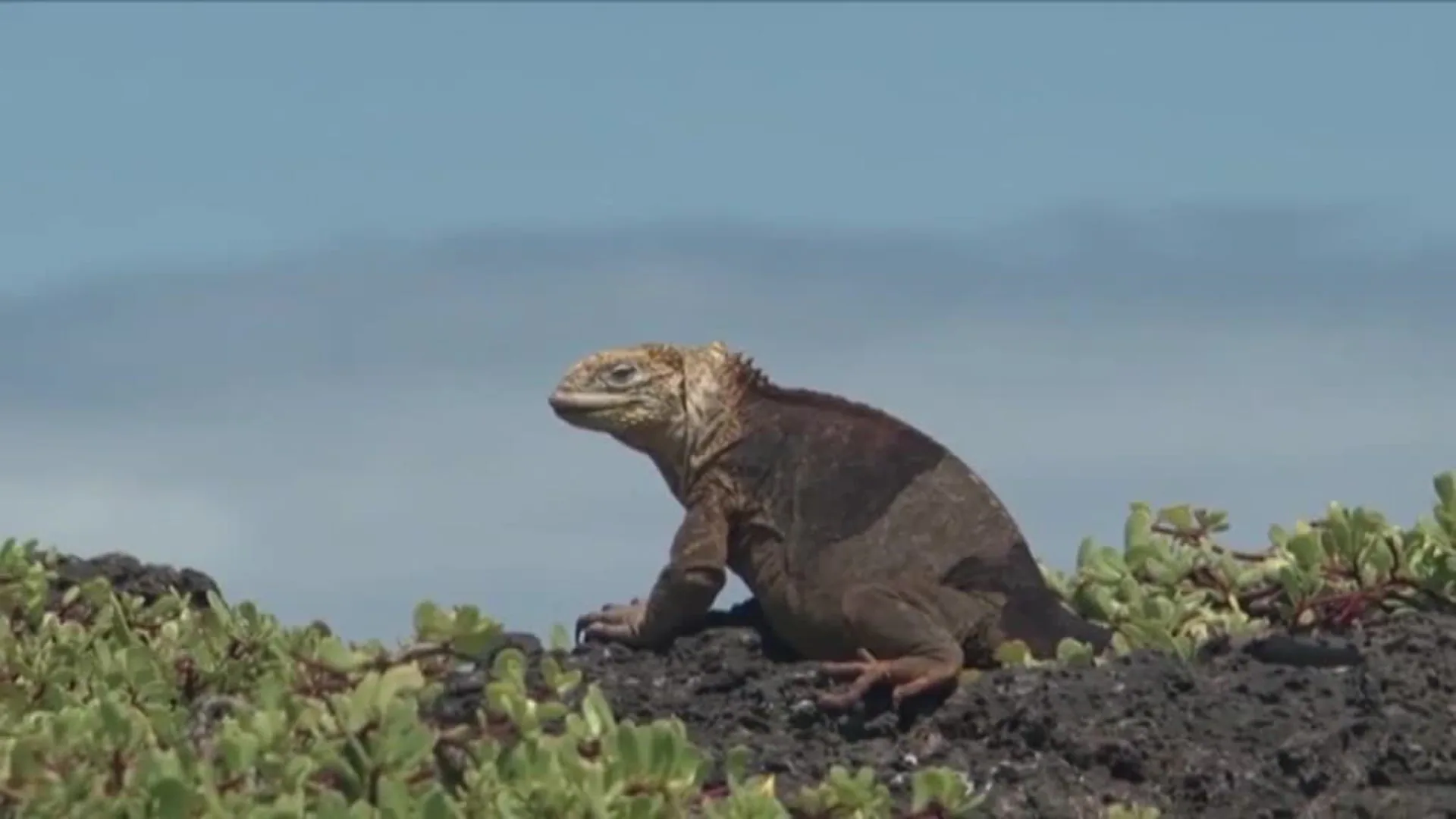 Ecuador amplia la reserva marina de las Islas Galápagos para favorecer la migración de especies amenazadas