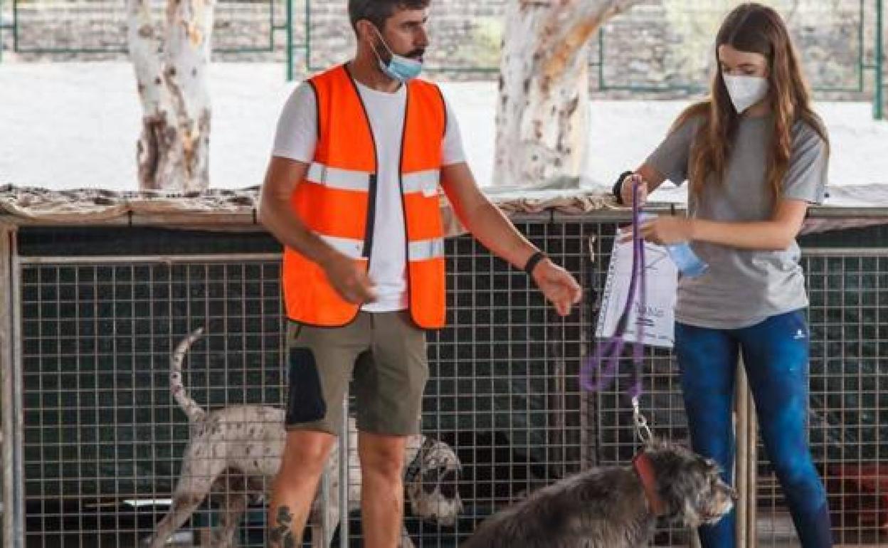 Miembros de la protectora, con los perros afectados por el Cumbre Vieja. 