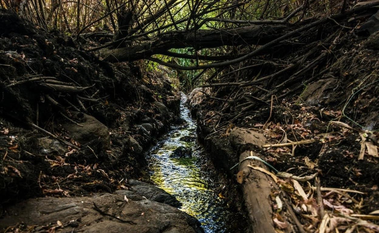 Los bosques de saos precisan un caudal continuo de agua. 