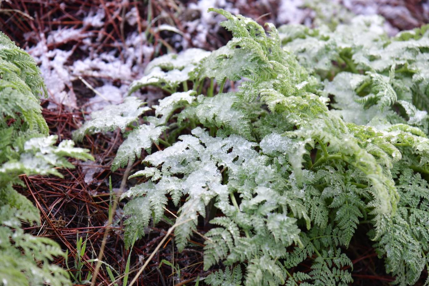 Fotos: Agua nieve en la cumbre de Gran Canaria