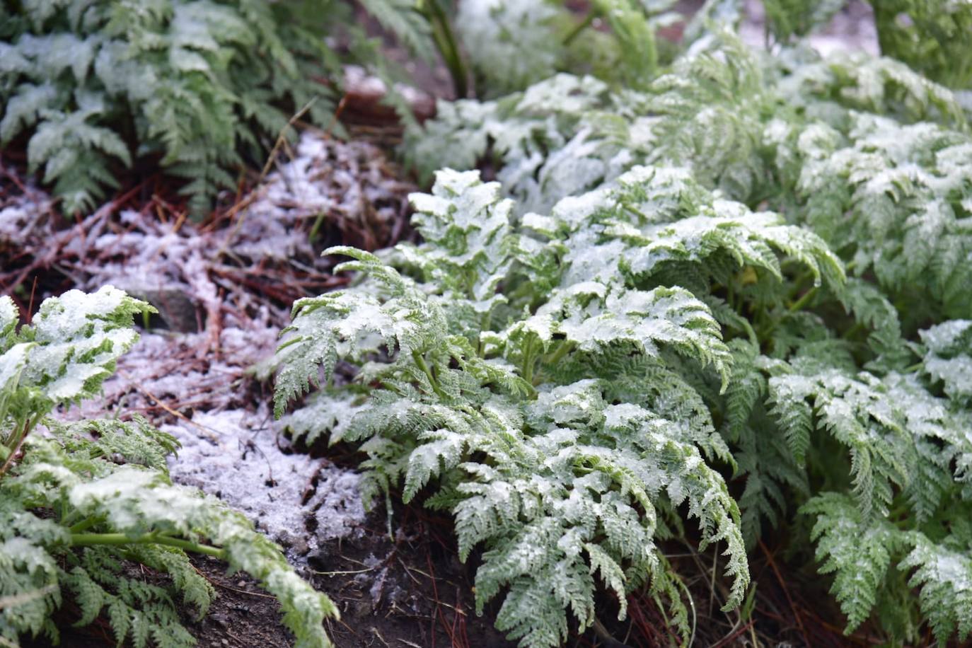 Fotos: Agua nieve en la cumbre de Gran Canaria