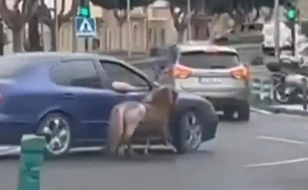 Circula con un poni atado a un coche