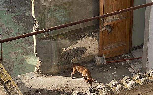 Denunciado por apalear a sus perritos en Arucas