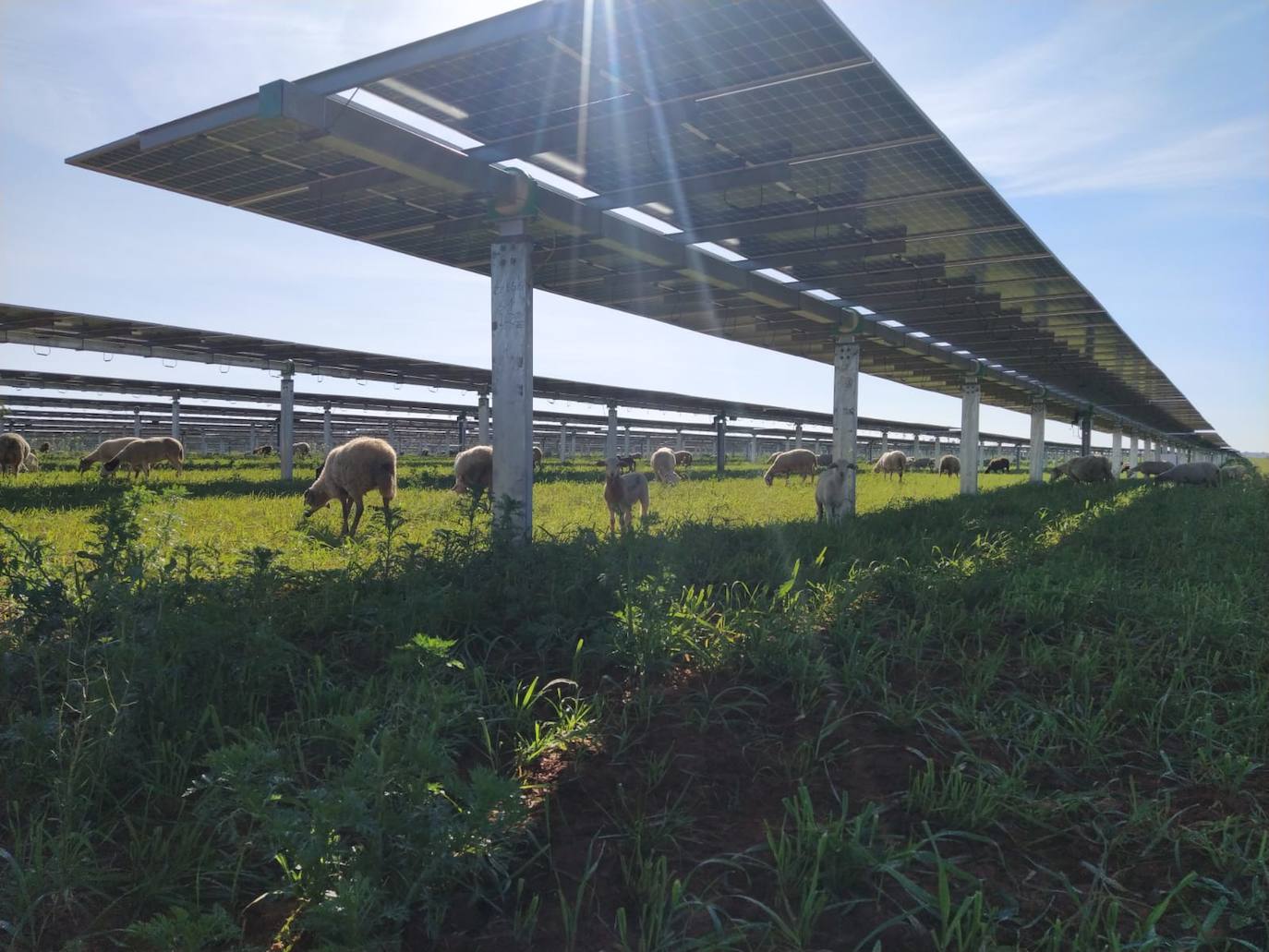Proyecto desarrollado actualmente en la Península, donde se ha implantado el concepto de agrivoltaica, que unifica la energía solar y la agricultura. 