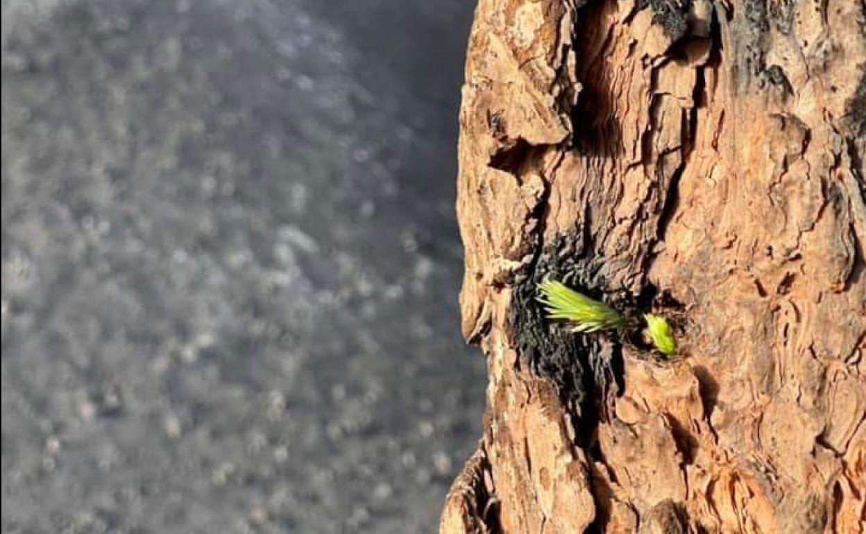 Foto sacada el día 3 de febrero en la zona de la erupción del Cumbre Vieja, en La Palma. 