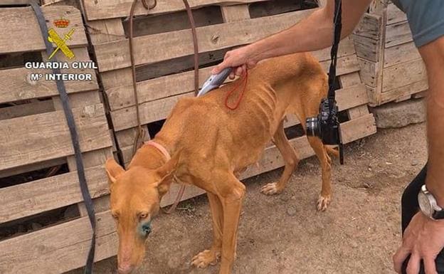 Rescatan a 44 perros en condiciones pésimas en Arucas