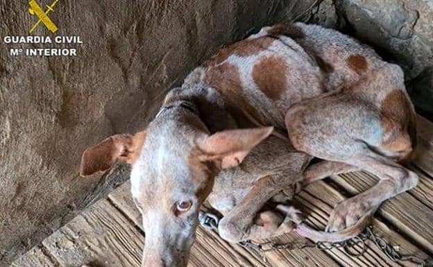 Los 45 perros maltratados de Arucas reciben atención en el Albergue Insular