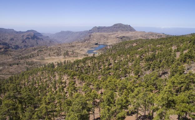 Vista parcial del pinar de la Reserva Natural Integral de Inagua. / C7